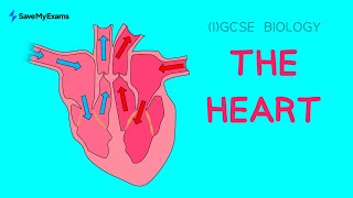 The Heart in 3 minutes  IGCSE amp GCSE Biology Revision [upl. by Enninaej]