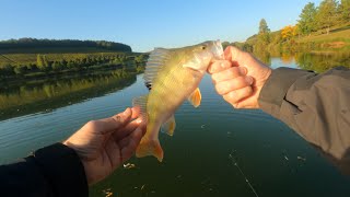 Ma meilleure journée de pêche de la perche sur létang de beine 89 [upl. by Nirb]