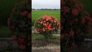 Ixora রঙ্গন ফুলের ভালোবাসা flowers nature [upl. by Adhamh]