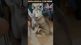 Depression तनाव से बाहर कैसे निकले 😟😥😢 dog doglover yourdog funny gsd labrador yourpet [upl. by Enixam]