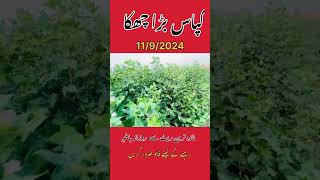 Today cotton price cotton [upl. by Dodson]