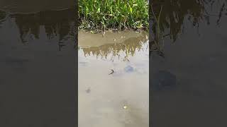 Anhinga Slithers Through the Mud While Hunting Fish [upl. by Asiral]