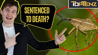 10 Animals that Were Put on Trial for Crimes [upl. by Ariom410]