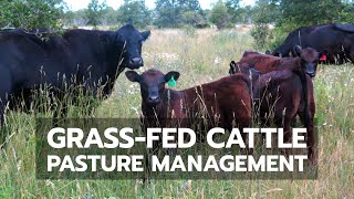 GrassFed Cattle Pasture Management [upl. by Ethelstan702]