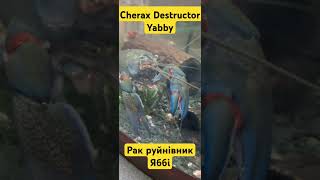 Cherax Destructor YabbyРак руйнівник Яббі [upl. by Okajima135]