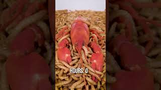 10 000 Mealworms vs CRAYFISH [upl. by Gaylor307]