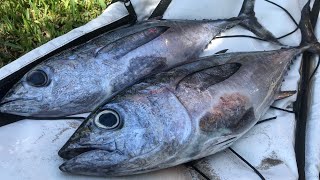 CATCH amp COOK Blackfin Tuna Sashimi [upl. by Ynabla269]