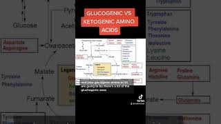 Glucogenic vs Ketogenic Amino Acids MCAT [upl. by Fairbanks576]