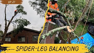 How to rig a tree over a house Ep 21 [upl. by Oiliduab]