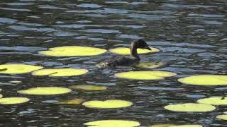 Australasian Grebe 57 [upl. by Bazar999]