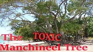 The TOXIC Manchineel Tree [upl. by Ambrogio]