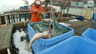 Delivering our Cod Haul  Pacific Cod Fishing in Alaska  Alaska Cod Jigging [upl. by Kennard324]