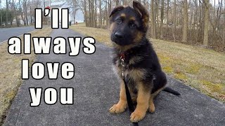 German Shepherd Puppy  Watch this before getting one [upl. by Shurlocke563]