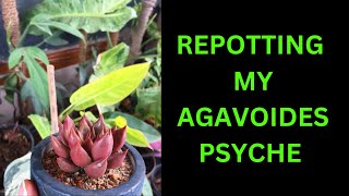 REPOTTING MY AGAVOIDES PSYCHE  SUCCULENT CARE TIPS [upl. by Tronna]