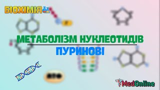 Метаболізм Нуклеотидів  Пуринові Азотисті Основи [upl. by Becky43]