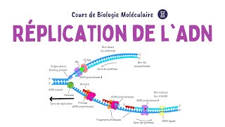 RÉPLICATION DE LADN  ACIDES NUCLÉIQUES  Biochimie Facile [upl. by Ecyal]