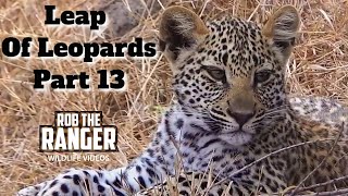 Leap Of Leopards Mother And Cubs 13 Playing And Grooming [upl. by Katzen]