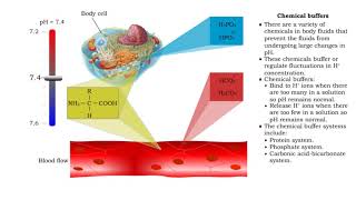 Chemical Buffers  protein buffer phosphate buffer system and bicarbonate buffer system [upl. by Selena779]