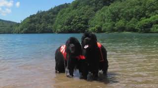 Newfoundland Dogs swimming in the lake for the first time this season [upl. by Auohs]