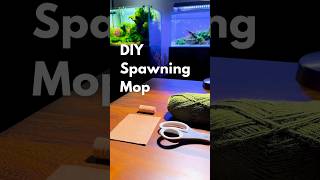 I made a DIY fish BREEDING mop 🪺 c’mon babies aquarium aquascape fishtank diy howto fish [upl. by Wulfe]