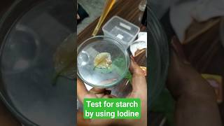 Test for starch in leaf by using iodine solution [upl. by Marta321]