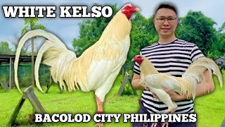 WHITE KELSO  JML FARMS Bacolod  James Marquez Lim  Quality Gamefowl in the Philippines [upl. by Serra]