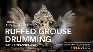 Finding and Photographing Ruffed Grouse Drumming with a Tragopan V6 Blind [upl. by Lednyc]