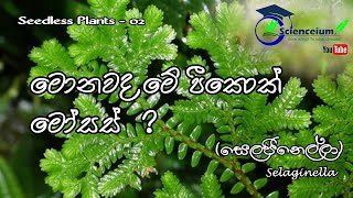 Selaginella in Sri Lanka Club mosses  සෙලෙජිනෙල්ලා  Scienceium [upl. by Yar236]