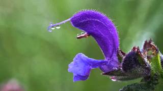 Salvia pratensis 1mp4 [upl. by Sara-Ann]