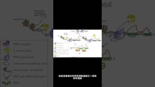 氨酰基tRNA 合成酶（aaRS 或 ARS）在 RNA 翻譯中的作用是什麼？ shorts [upl. by Vonnie]