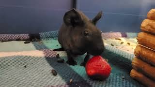 baby try strawberry guineapig piggy guineapiggy guineapigslove guineapiggies rodent skinnypig [upl. by Daffy321]