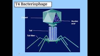 THE FASCINATING VIRUS  INTERESTING WORLD OF BACTERIOPHAGE  PHAGE  VIRUS  LYTIC CYCLE  LYSOGENIC [upl. by Regdirb170]