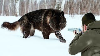 Hunters take revenge on ferocious wolves after they attack livestock [upl. by Aramoy]