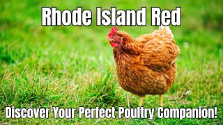 Rhode Island Red The Ultimate Backyard Chicken Breed Review [upl. by Heidt]