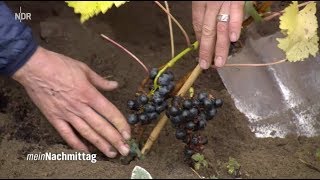 NDR Mein Nachmittag – Weinreben pflanzen und pflegen [upl. by Llirrem]