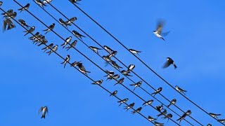 House martins gathering on power lines [upl. by Einnok]