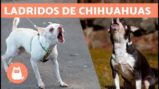 LADRIDOS de PERROS CHIHUAHUAS 🐶🔊 Enojados Felices y Llorando [upl. by Ydnas]