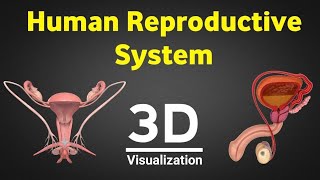 Human reproduction 3d human reproductive system 3d male amp female reproductive system NEET 2024 [upl. by Anayrb]