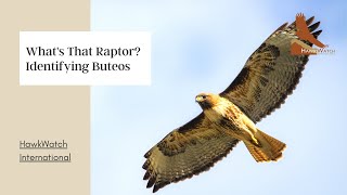 Whats that Raptor Identifying Buteos [upl. by Dedra]