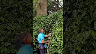 Trimming Aucuba Bush shorts garden gardening pruning [upl. by Ulu38]