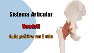 Quais são os Ligamentos da Articulação do Quadril  Anatomia Humana  Anatomia [upl. by Kunin]