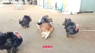 Geng Ayam Kalkun [upl. by Eitra]