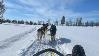 🐾☀️FANTASTIC DAY of Alaska Husky dog sledding in Norway  April 2023 [upl. by Acinna573]