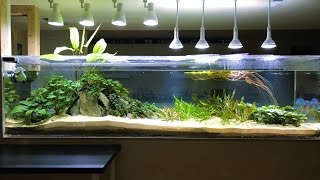 240 Gallon Planted Discus Tank January 2017  Teardown and Rescape [upl. by Nirrak]