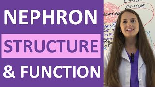 Nephron Structure and Function Physiology  Filtration Reabsorption Secretion NCLEX Review [upl. by Anelleh]