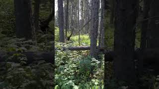 Watch till the end Real Bigfoot sighting west of HWY 40 near vicary creek in Alberta Canada [upl. by Marashio232]