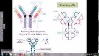 Immunoglobulins [upl. by Haonam380]