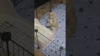 Cinnabun’s Cage Renovation  Holland Lop Bunny Exploring His New Home 🐰 [upl. by Ornas363]