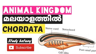 PHYLUM CHORDATA CHAPTER4 ANIMAL KINGDOM PLUS ONE BIOLOGY MALAYALATHIL PART14 STUDY BOTANY NCERT [upl. by Aihn525]