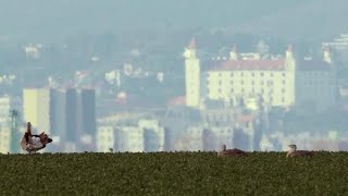 BRATISLAVA mesto uprostred prírody Slovensko 2016 52 min réžia Branislav Molnár [upl. by Issej]